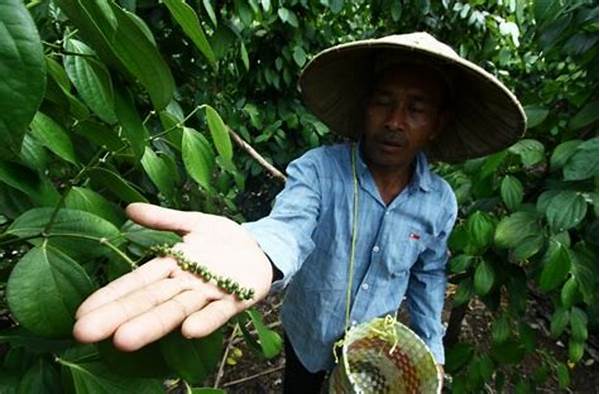 Petani Lada Bengkulu Dapat Bantuan Pemerintah