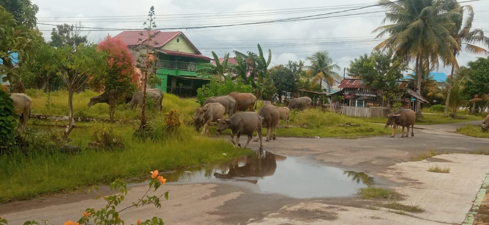 Kerbau Lepas Ganggu Pengendara di Jalan Pelabuhan Pulau Baai Bengkulu