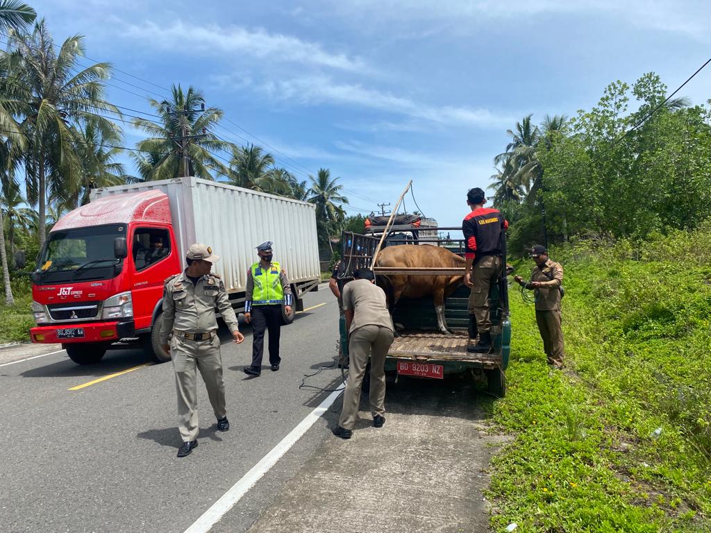 Penertiban Hewan Ternak di Mukomuko, Satpol PP Tangkap Sapi yang Berkeliaran di Jalan Raya