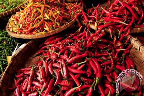 Harga Cabai! Harga Cabai Merah Di Bengkulu Melonjak 50%, Inflasi Daerah Terancam Naik!