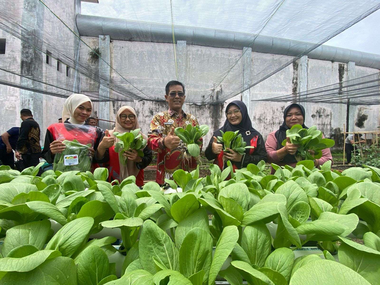 Panen Sayur Pakcoy di Rutan Bengkulu Jadi Bukti Kemandirian Warga Binaan