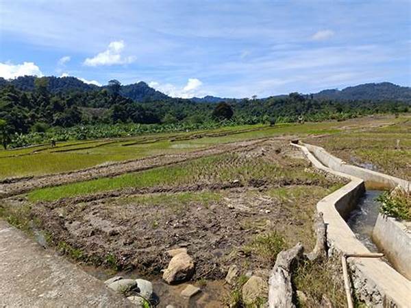 Pertanian! Petani Padi Di Kecamatan Semidang Alas Maras Mulai Gagal Panen Akibat Kekeringan!